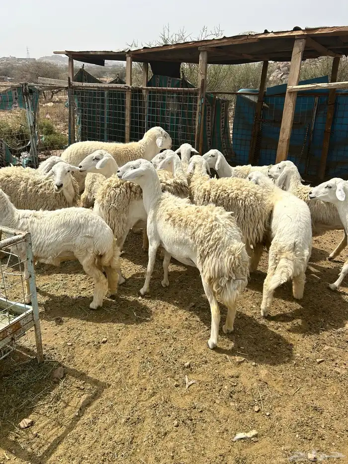 غنم حريات للبيع 5