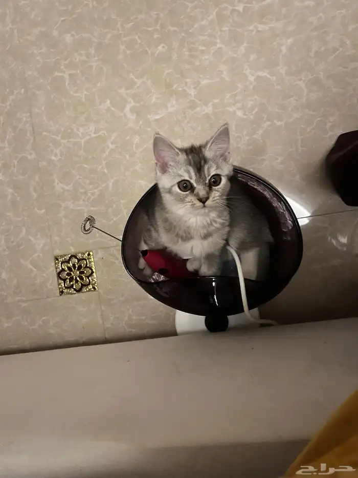 سكوتش بيور استريت عمره 6 شهور 1000 ريال للي يبي انتاج فخم 1