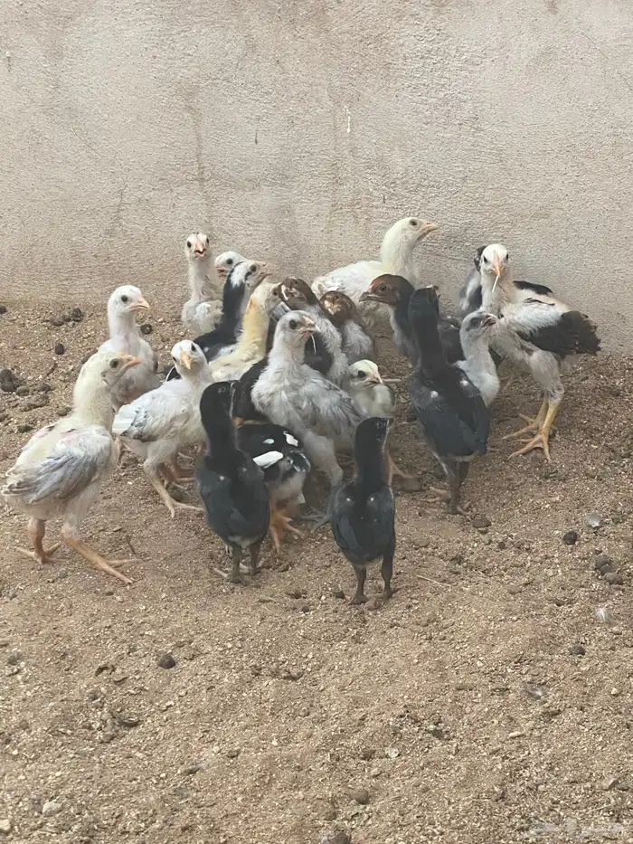 صوص سندي باكستاني فوليا 2