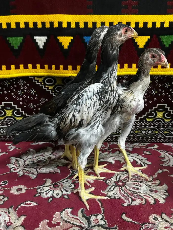 شامو ياباني 1