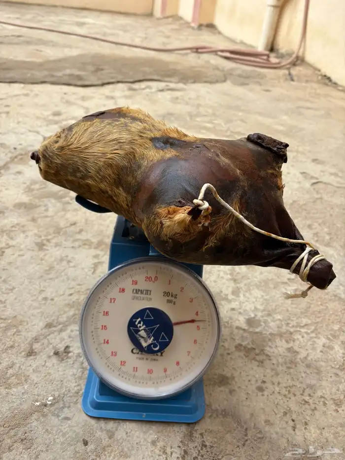 الطعام 1