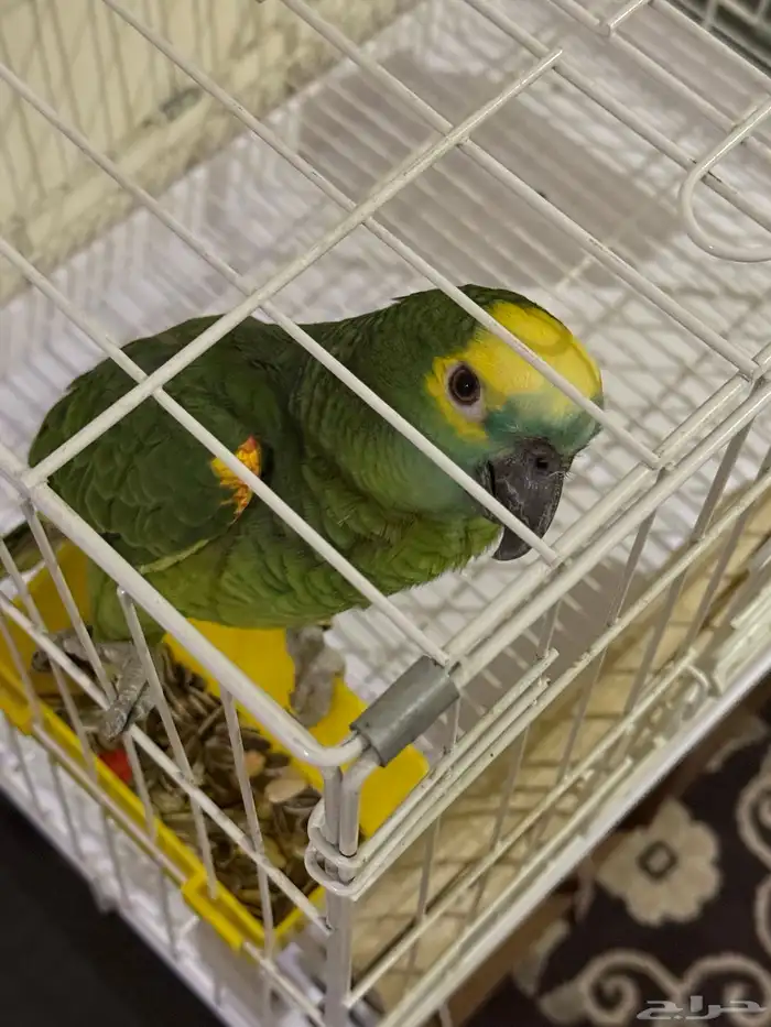 ببغاء امزون وببغاء كنيور 3