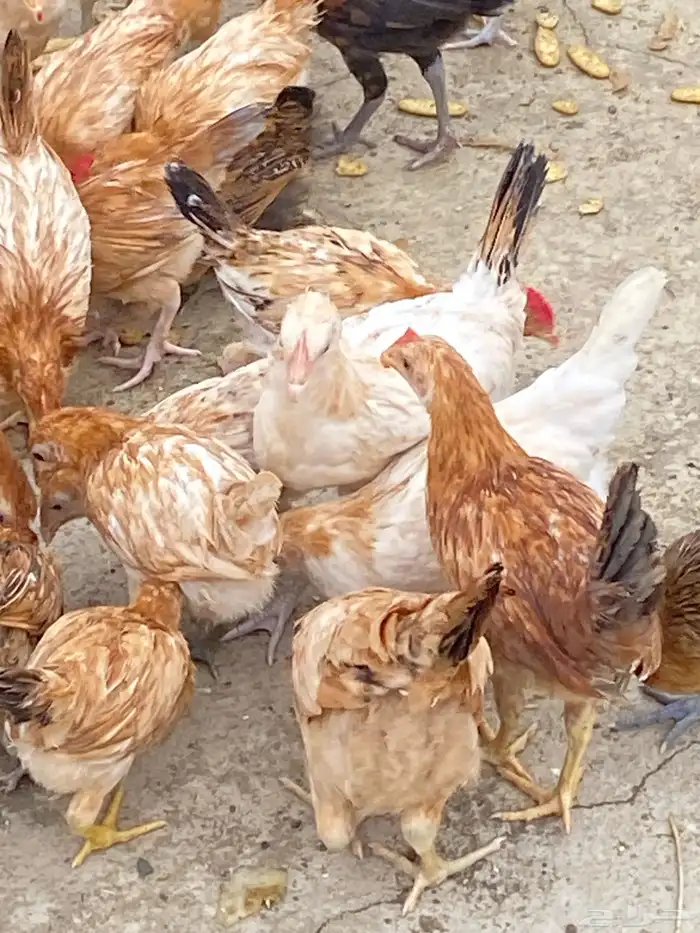 دجاج بلدي للبيععع 3
