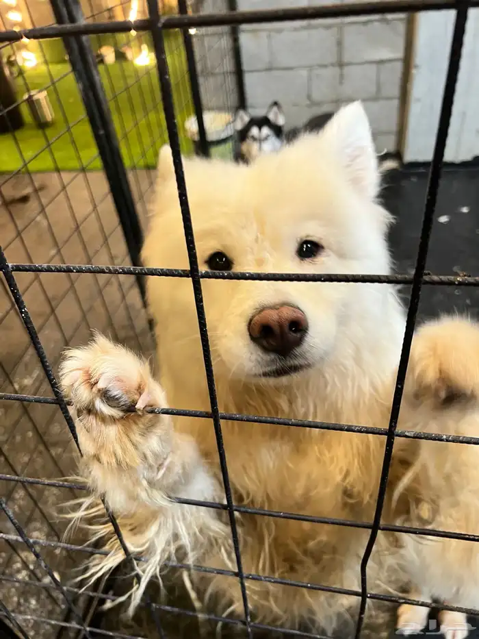 Dogs for adoption in Dammam 3