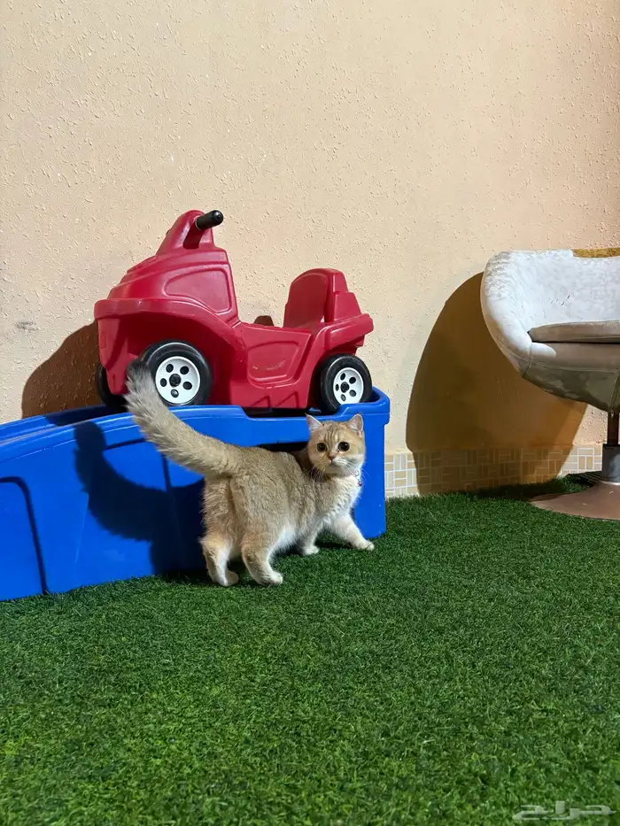 قطط 1