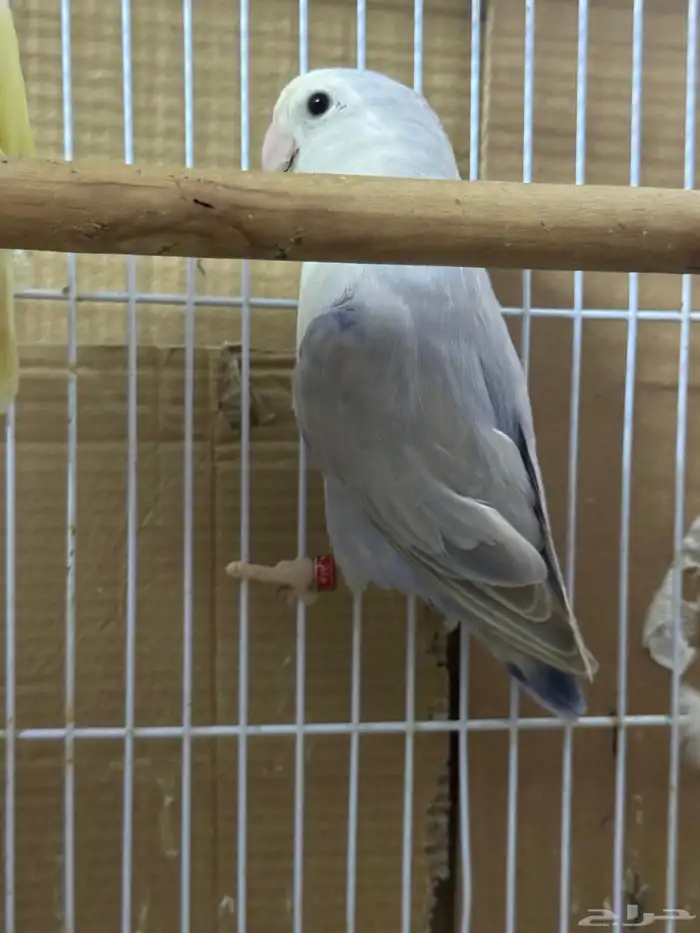جوز روز منتج 2