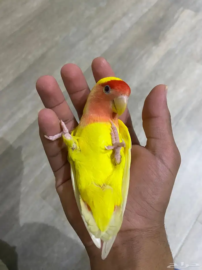 روز ريد اوبلاين اليف مايعض 0