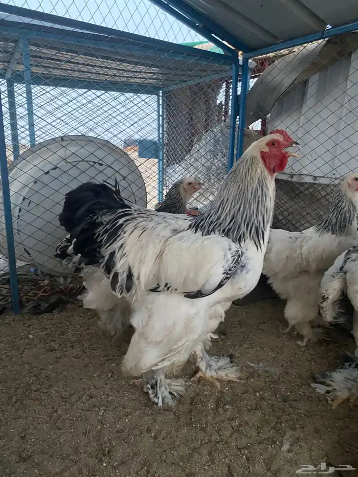 فروخ كولومبي 5