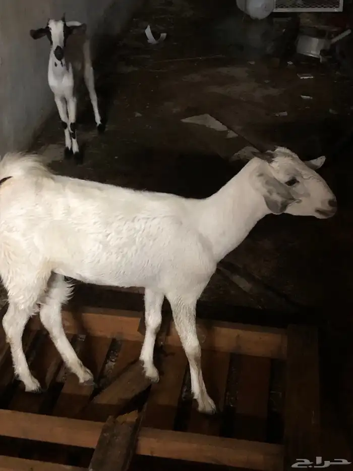 جفار بيشي ثني وجذعه 2