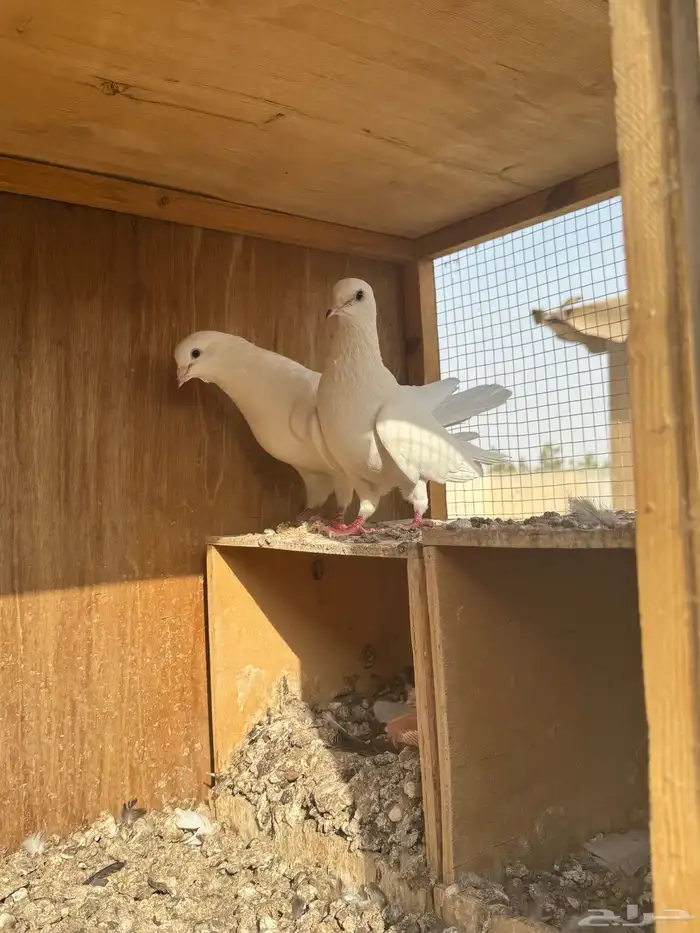 حمام قطايق 0