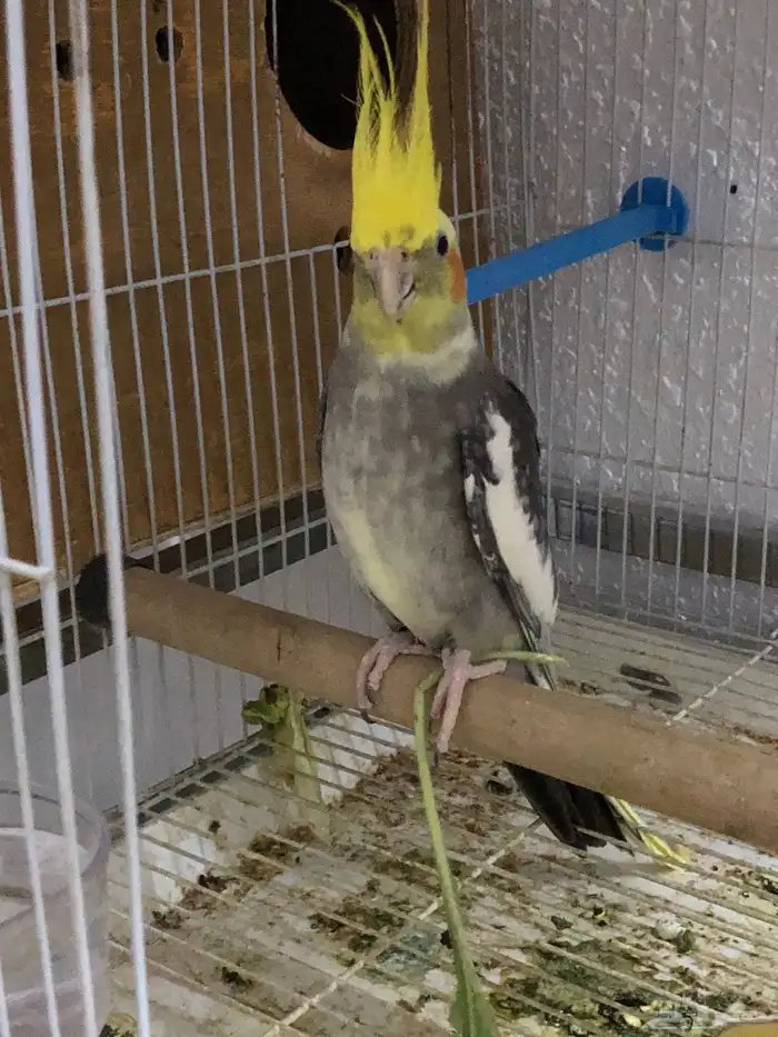 للبيع طيور كروان ذكر وروز أنثي البينو 2