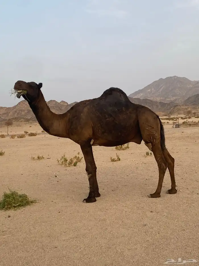 جمل اصفر 0