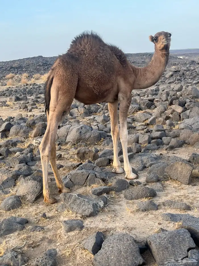 3قعدان طيبه 8
