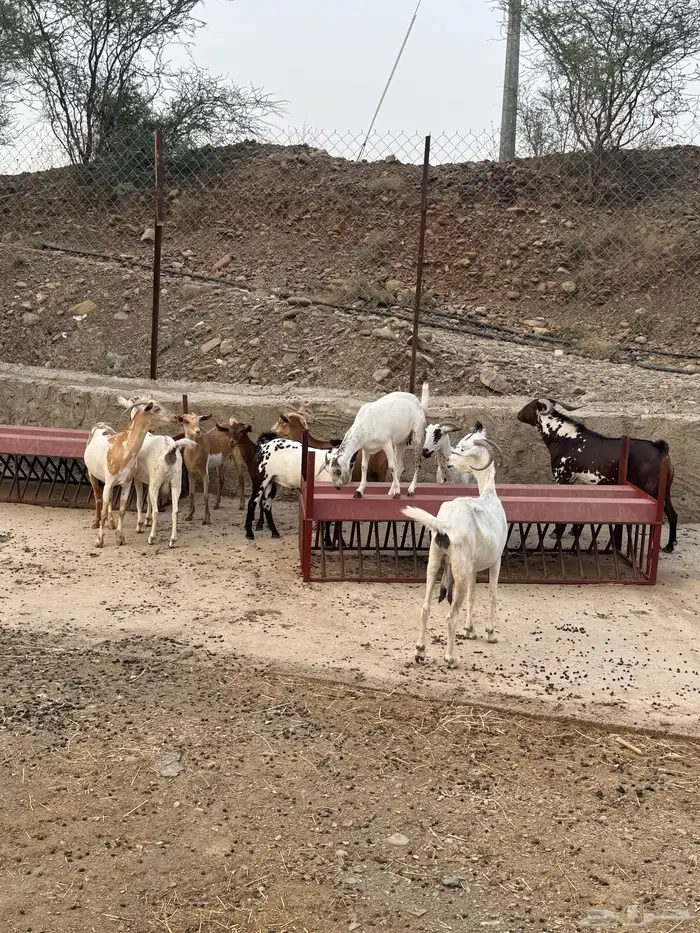 غنم للبيع ( معزا) عدد 9 مع الفحل 0
