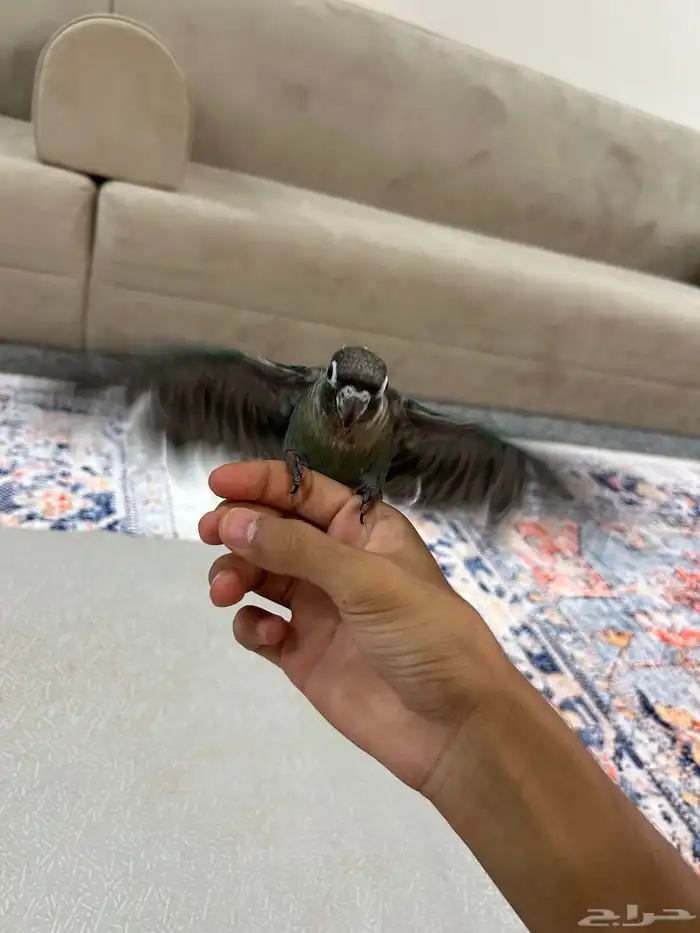 فرخ كنيور بلو شيك نهايه غر 3