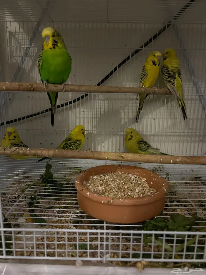 انقليزي انتاج تكساس حجم ماشاءالله 1