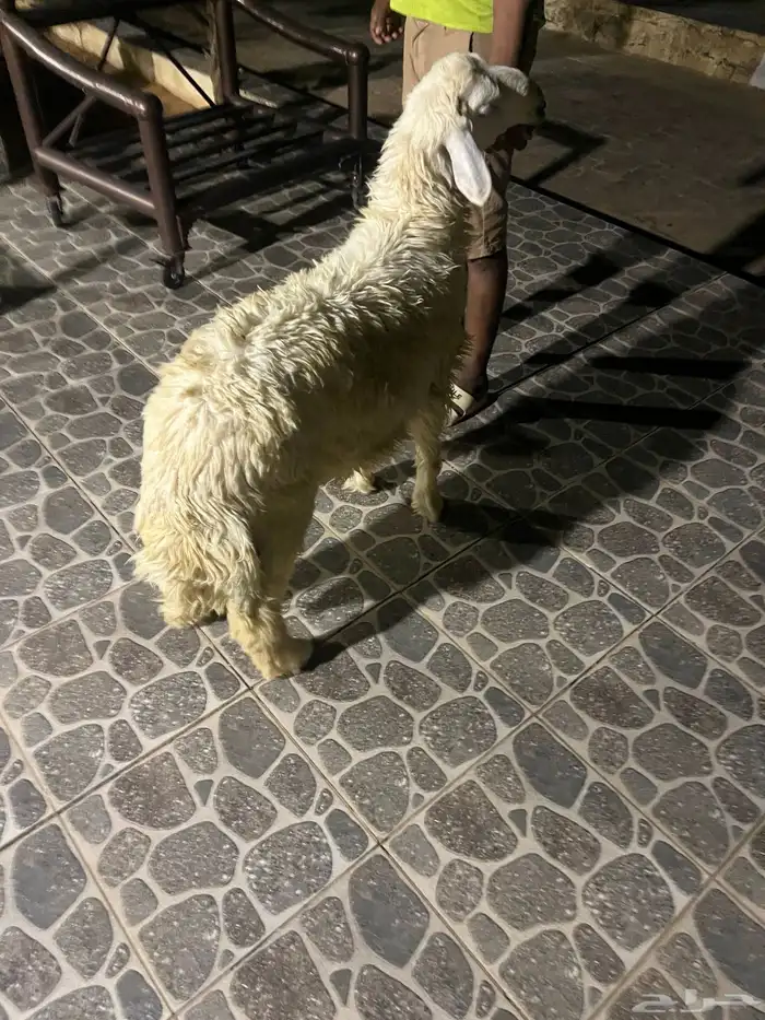 للبيع طليان حري 2