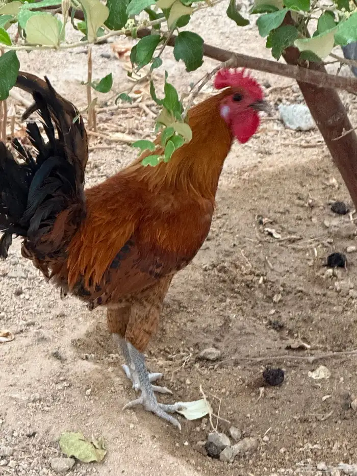 ديكه للبيع 1
