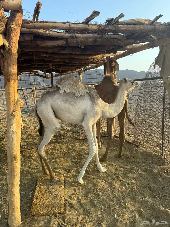 قعدان 0