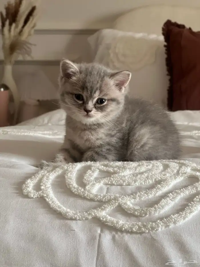 قطط سكوتش فولد وستريت للبيع 2