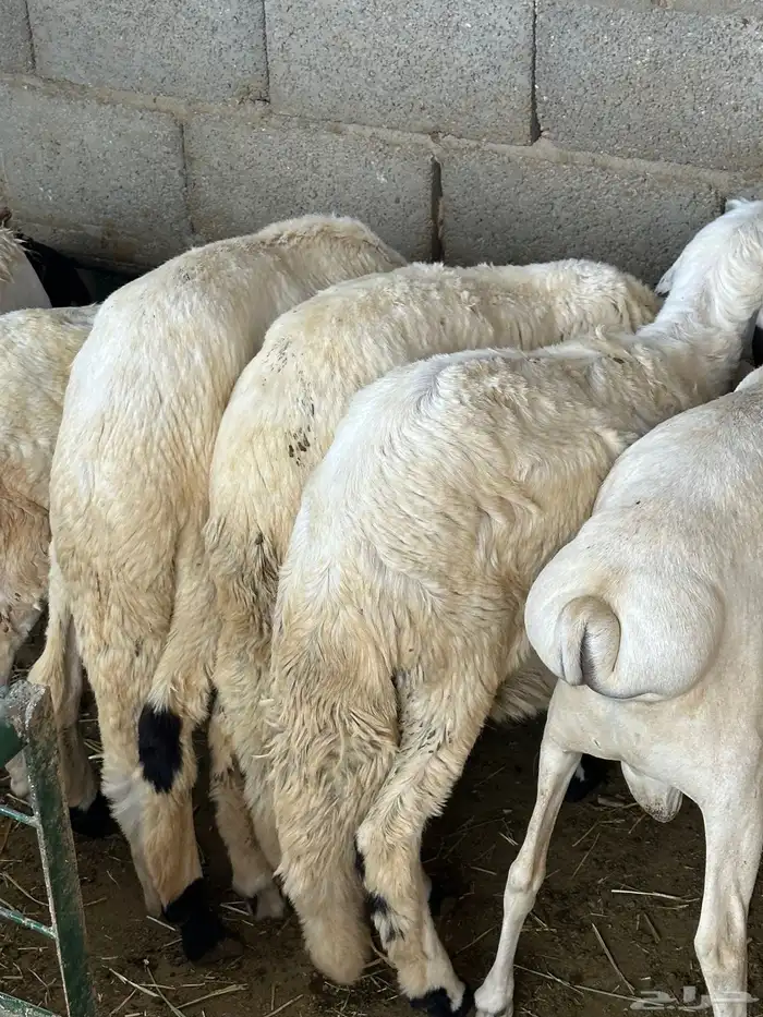 سواكن وبرابر طب وتخير 93