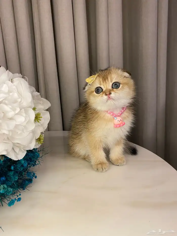 قطط للبيع سكوتش 0