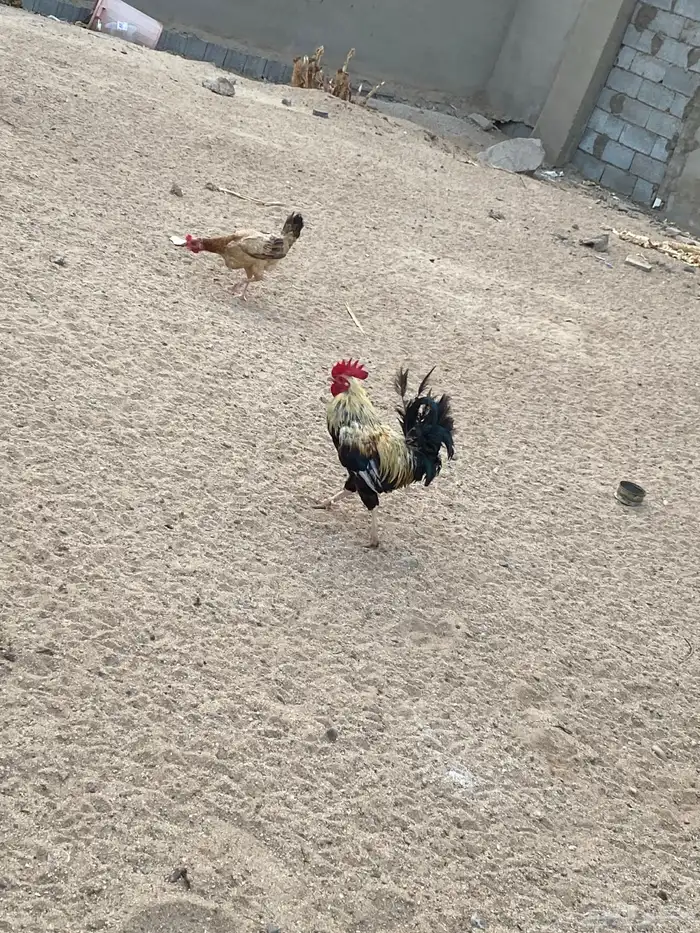 دجاج بلدي للبيع للحبه20ريال الي يبغا جمله يتواصل معي 1