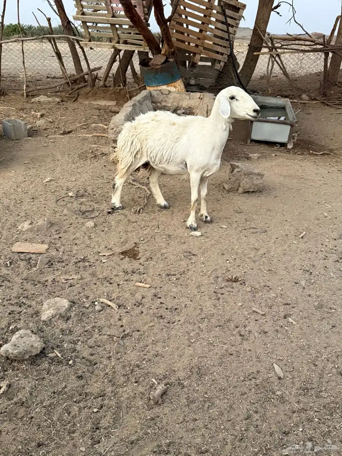 رخل رباع فل شحم 4