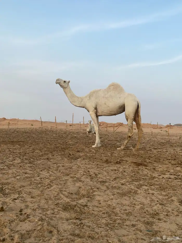 ضروبه وضحا طيبه 0