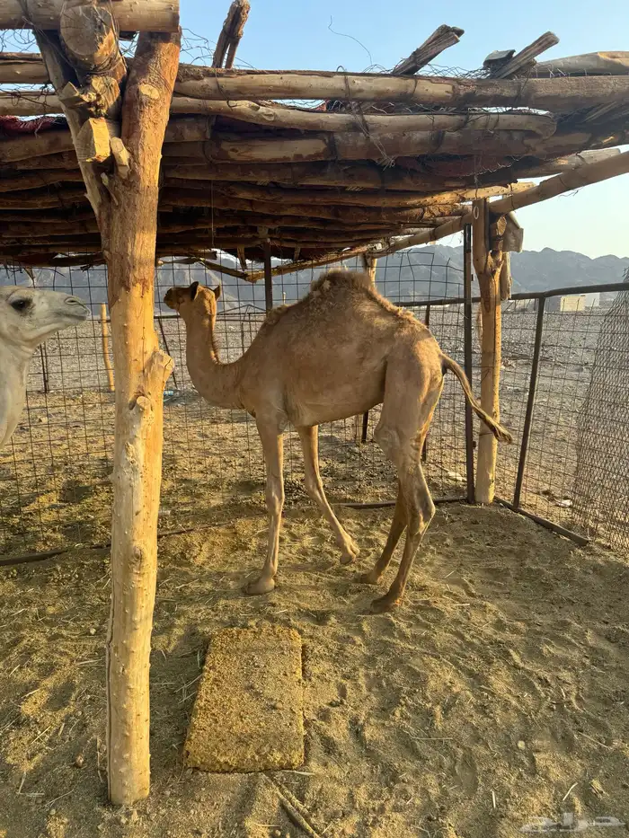 قعدان 3