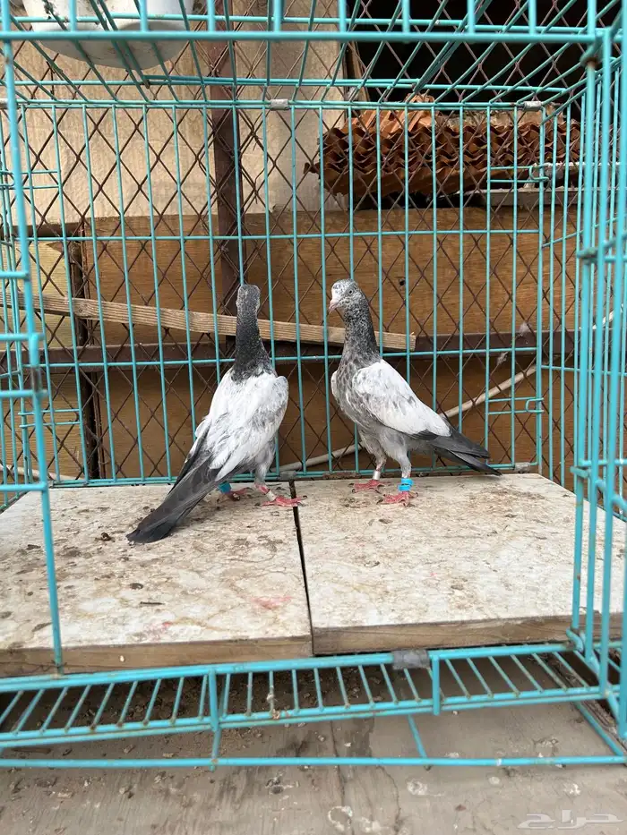 حمام باكستاني. تم البيع تم البيع 5