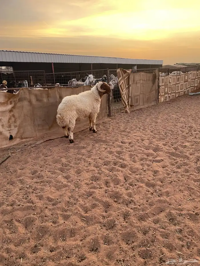 نخروف نعيم جبر 1