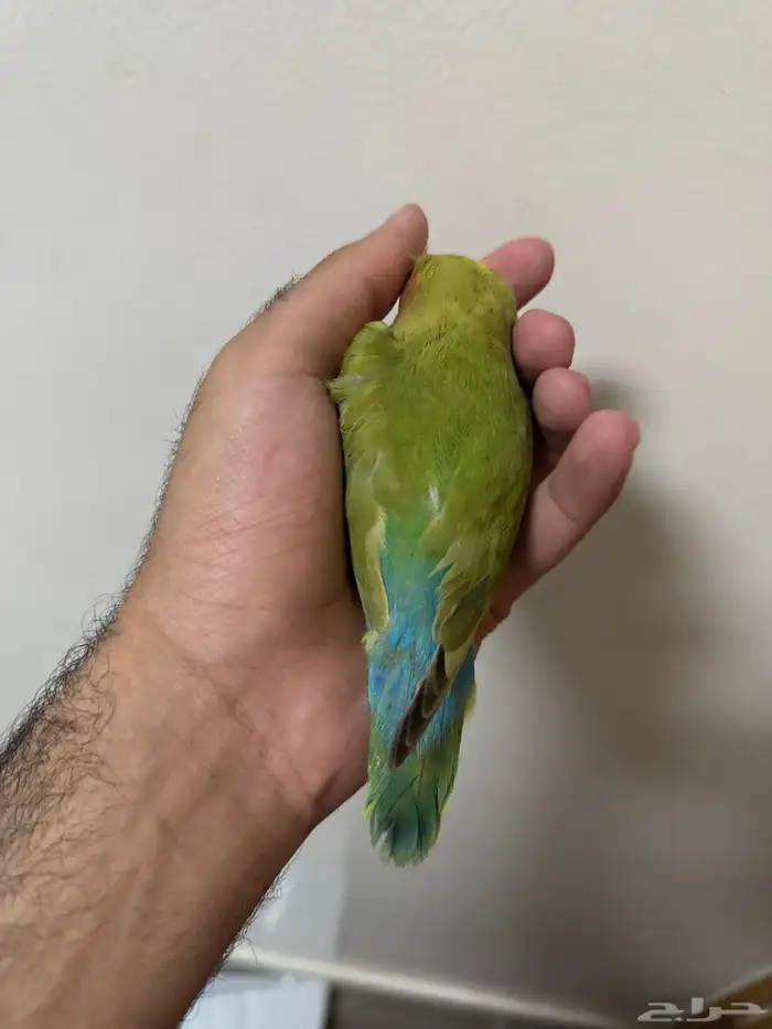 روز 1