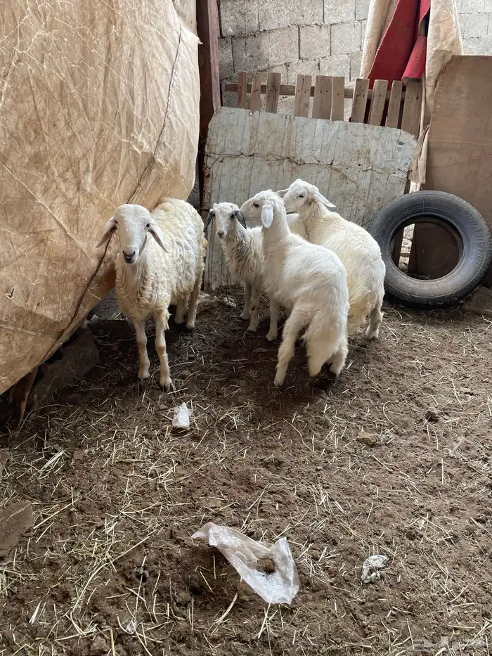 3خرفان 1 رخل 3