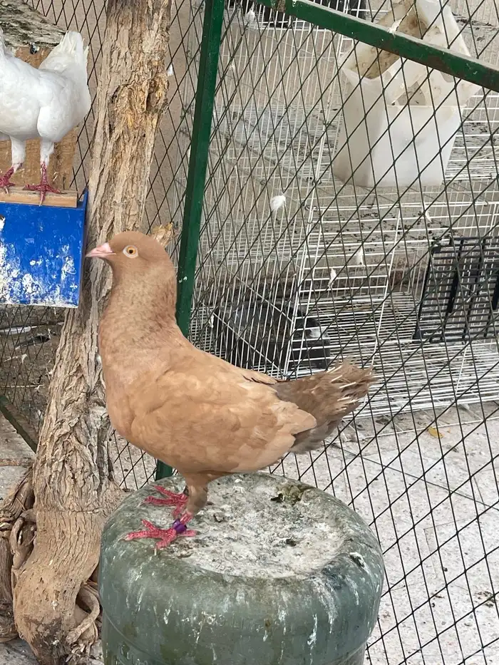 حمام مالتيز 4