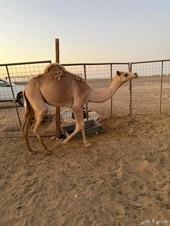 بكره حره للبيع 3