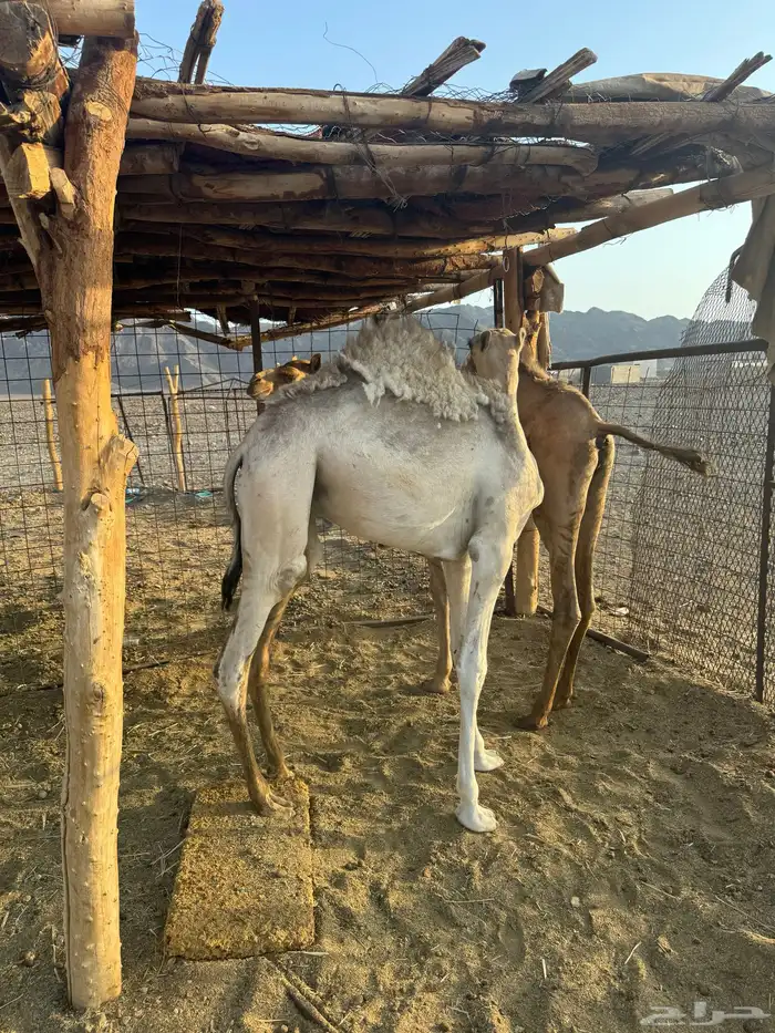 قعدان 2