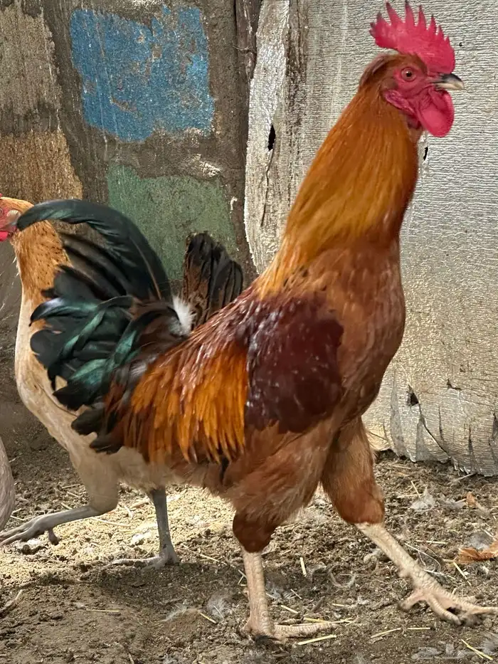 للبيع ديوك فرنسي بيور 2