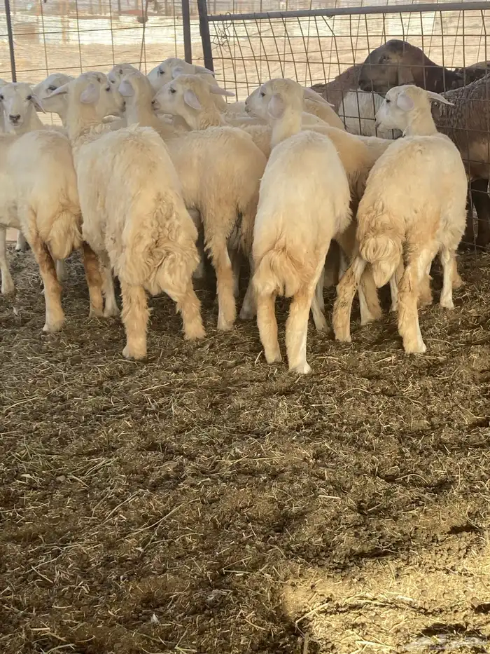 طليان حري وسواكني تربية 2