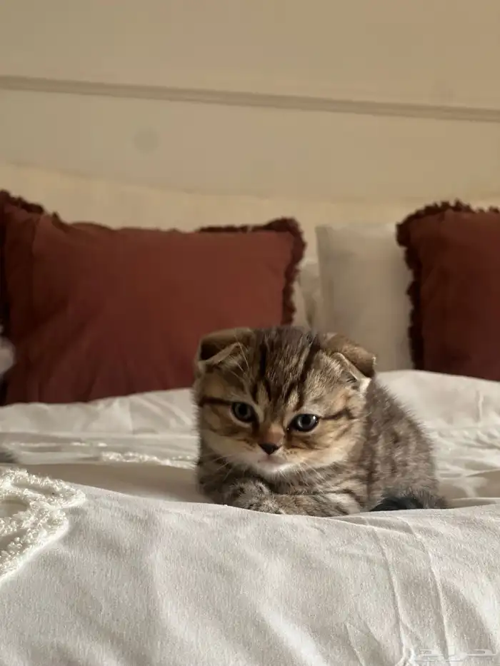 قطط سكوتش فولد وستريت للبيع 3