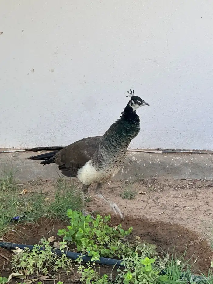 طاووس 2