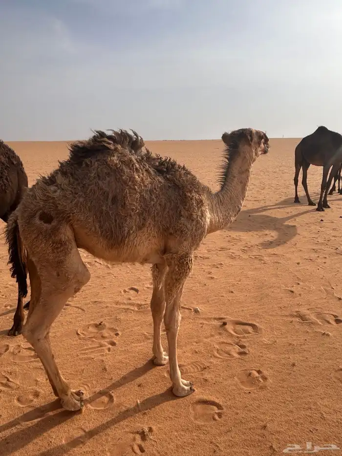 قعدان حيران للبيع 0