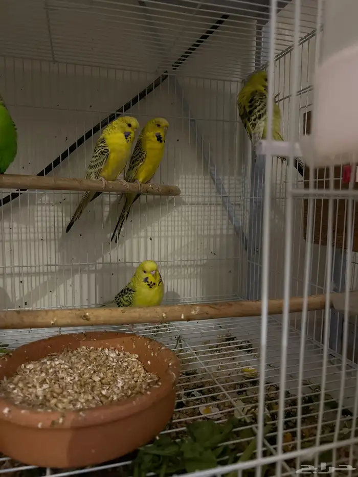 انقليزي انتاج تكساس حجم ماشاءالله 3