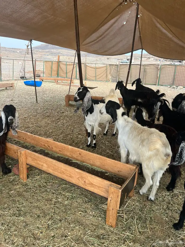 معزا عوارض صغار سن من جذعة الى رباع للبيع 16