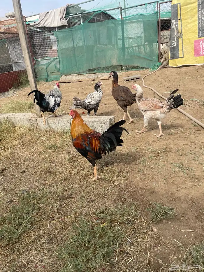 دجاج باكستاني مع سندي 1