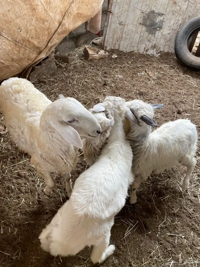 3خرفان 1 رخل 2