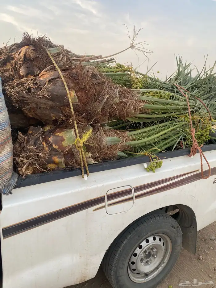 نخل طلع الخرمه البيع وسعر مناسب خلاص ومجدول وصقعي 1