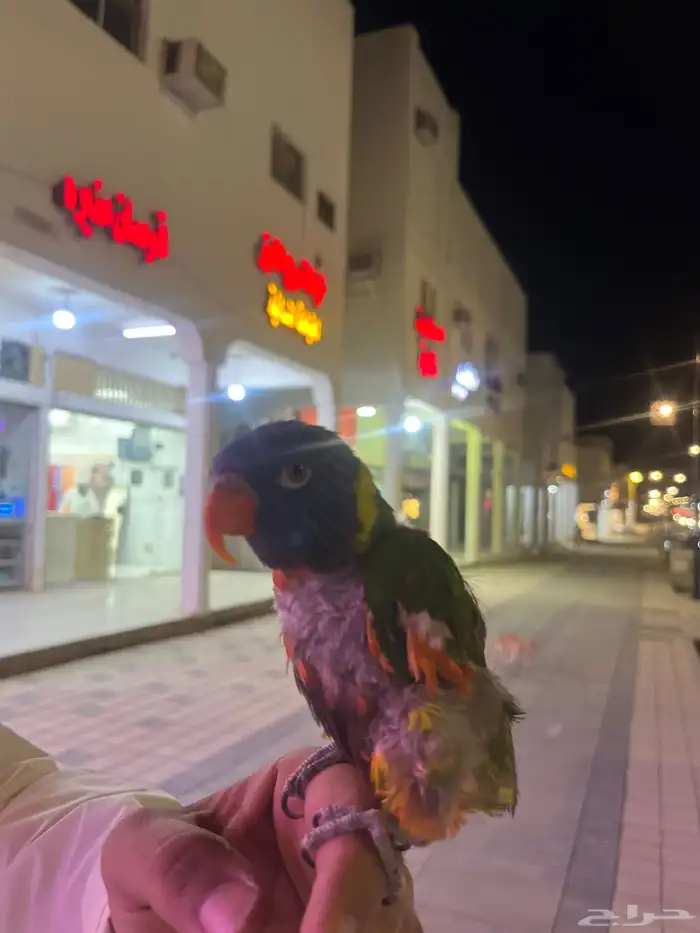 لوري 0