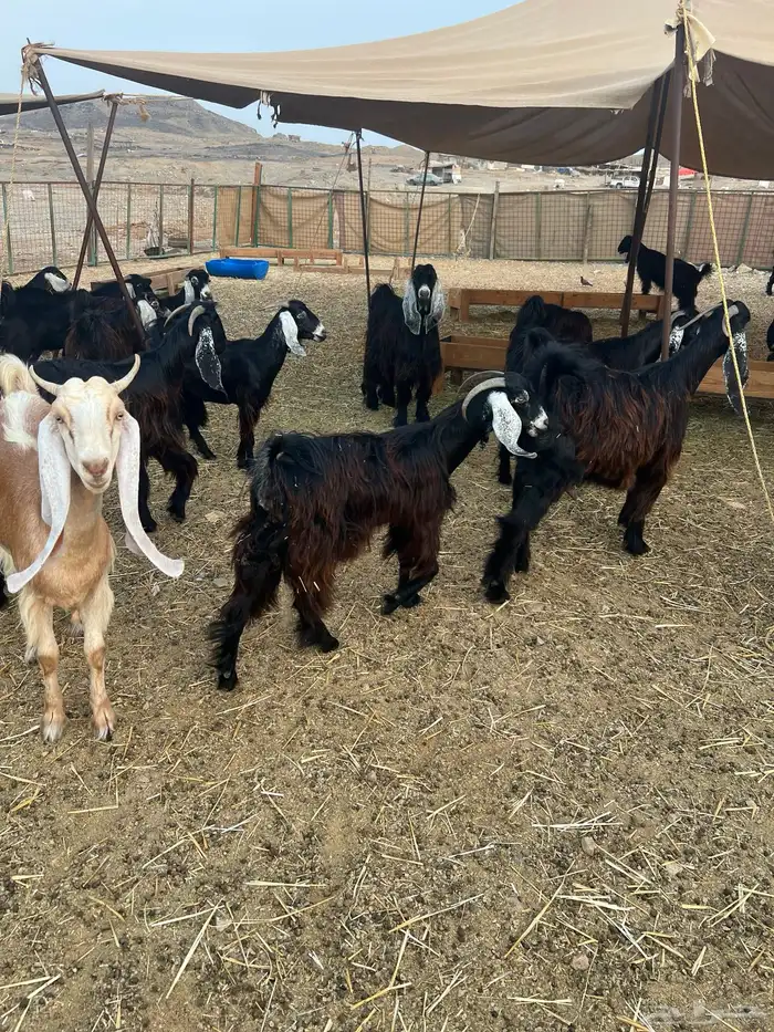 معزا عوارض صغار سن من جذعة الى رباع للبيع 24