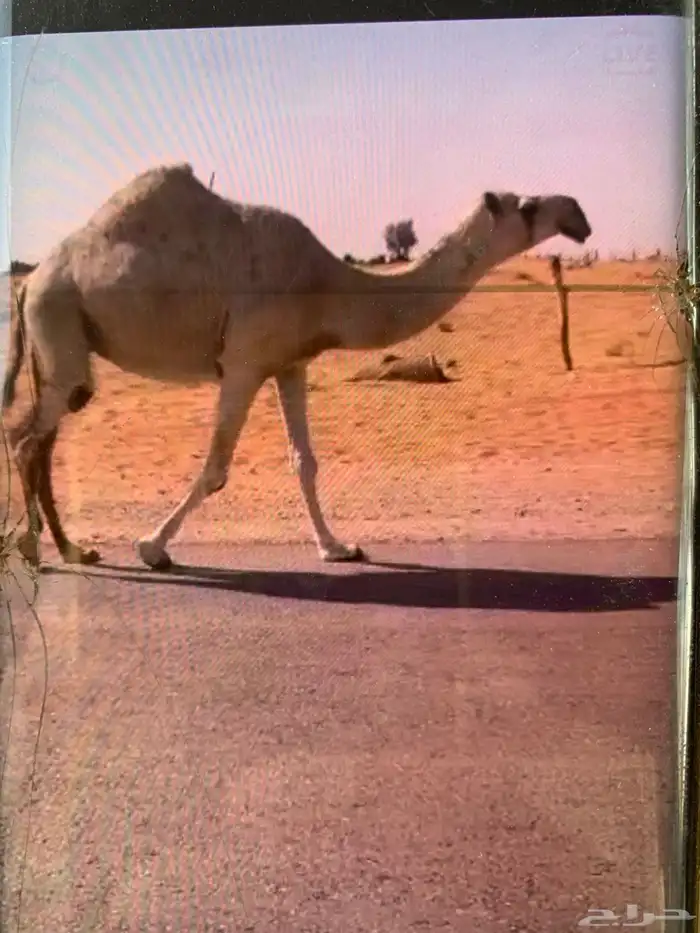 للبيع ناقه كفو ثنو لها حول 8باللقاح 0